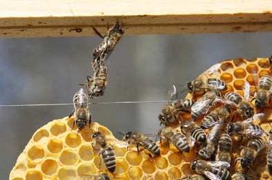 What is Festooning & Why Do Bees Do It?