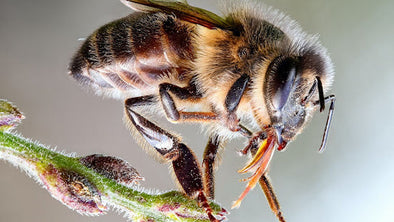 An extreme close-up of a honeybee perched on a plant stem, showcasing its detailed body, legs, and mouthparts against a softly blurred background.