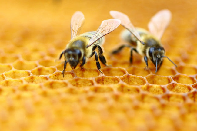 From Nectar to Honey Unraveling the Art of Bee Foraging & Honey Making ...