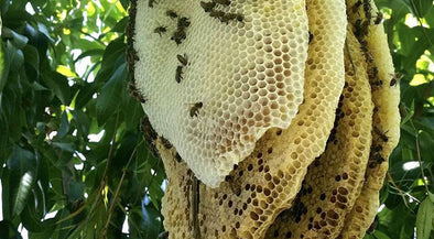 Tupelo Trees and Honey Production: A Symbiotic Masterpiece