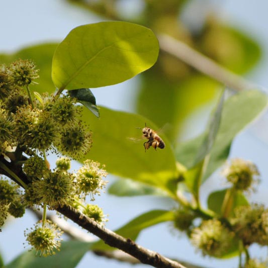 Tupelo Honey